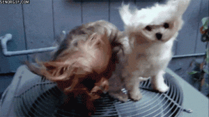 giphy-dogs